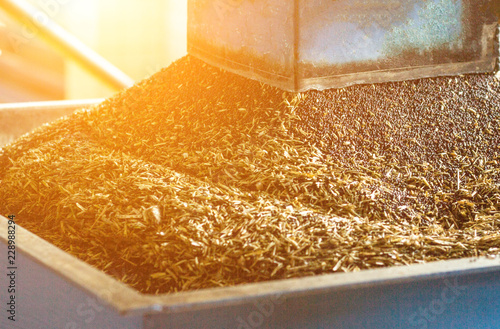Production of rapeseed oil, processing of oilseed rapeseed, supply of rapeseed oil seeds to the cold pressing press, close-up, industry, sun, biodiesel production