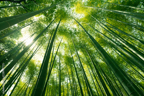Arashiyama bamboo forest in Kyoto, Japan.