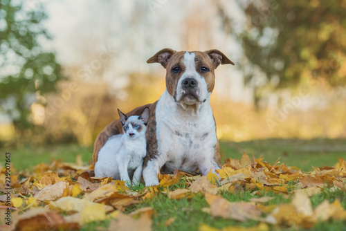 Little kitten and dog sitting on the lawn with falling leaves in autumn