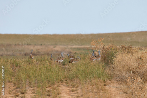 Great Bustard ( Otis Tarda) in North Spain.