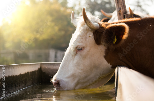 Cow drinking water