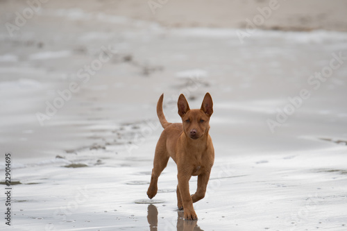 kelpie puppy at the beach