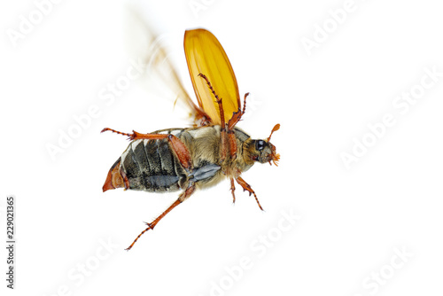 Flying cockchafer (Melolontha melolontha) isolated on white background - view from below