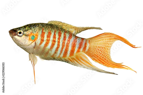 Paradise fish gourami Macropodus opercularis tropical Aquarium fish 