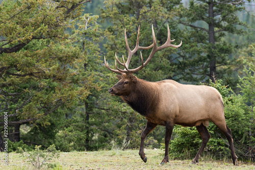 A large majestic bull elk 