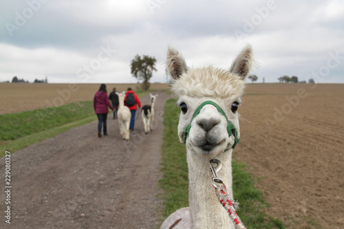 Tiergestützte Therapie - Alpakatherapie - Wanderung Menschen Alpakas in Landschaft