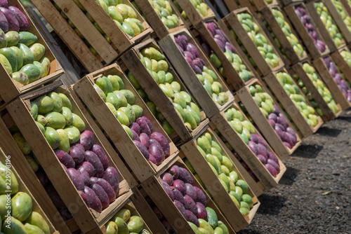 Tunas verdes y rojas huacales de tunas fruta de nopal