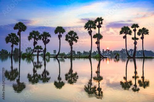 Palm trees on rice paddy in sunrise, An Giang province, Vietnam.
