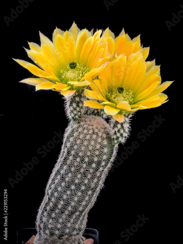 Cactus Echinocereus ctenoides with flower isolated on Black.