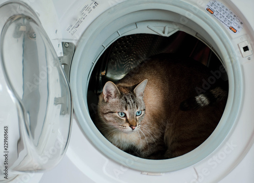 Bengal snow cat inside washing machine