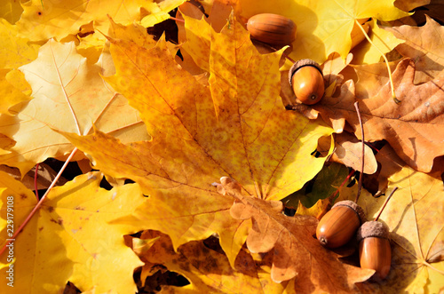 Yellow fallen leaves in the forest and oak acorns.