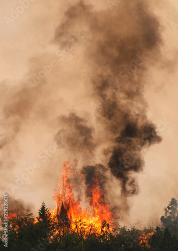 wildfire, smoke, fire, black,hot,scorch, plume, hot, ash, mist