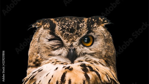 The horned owl with one open eye. Isolated on a black background.