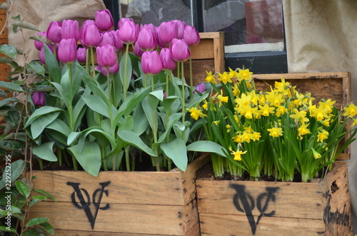 Kwitnące tulipany w ozdobnych drewnianych skrzyniach