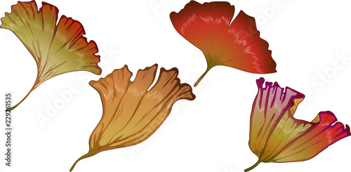 Vector autumn yellow and red ginkgo leaves. Leaf plant botanical garden floral foliage. Isolated illustration element. Vector leaf for background, texture, wrapper pattern, frame or border.