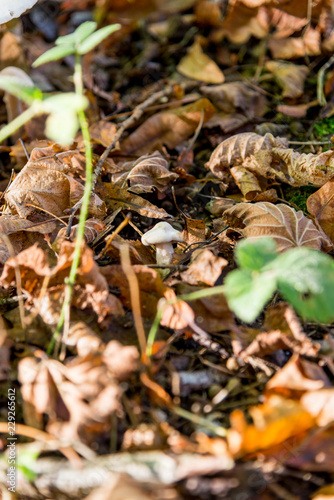 Pleurotus Ostreatus - The Oyster Mushroom