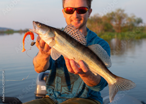 Amatuer angler holds fish (Zander) in the hands during sunset on a river