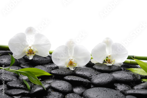 spa concept –three white orchid and bamboo grove , wet stones
