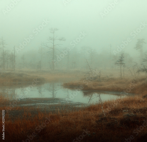 autumn misty swamp