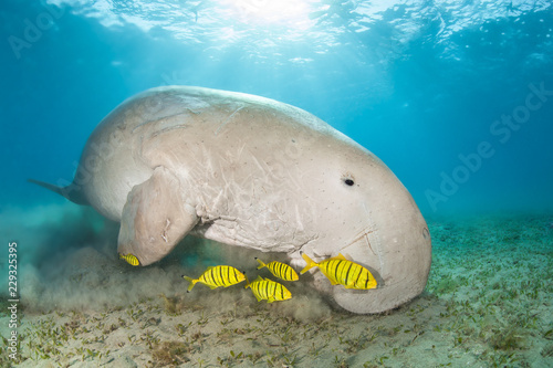 Dugong surrounded by yellow pilot fish