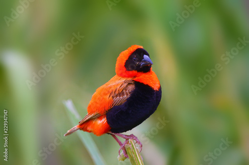 The southern red bishop or red bishop (Euplectes orix) sitting on the branch with green background. Red passerine at courtship in reeds.