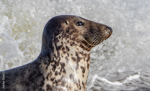 Grey seal halichoerus grypus in sea