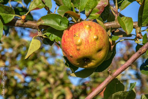 Maladie sur pomme