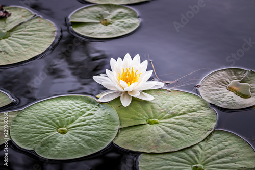 Wild pond lily flower