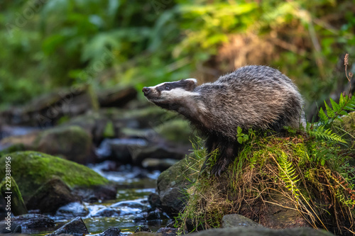 Badger in forest, animal in nature habitat, Germany, Europe. Wild Badger, Meles meles, animal in the wood. Mammal in environment, rainy day.