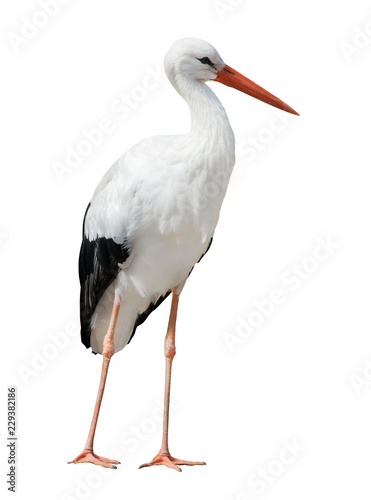 isolated on white stork