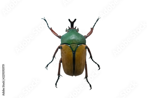 beetle eudicella smithi