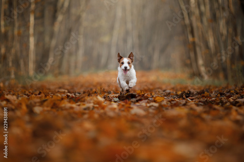 dog in the autumn leaves running in the Park. Pet on nature. Funny and cute Jack Russell Terrier