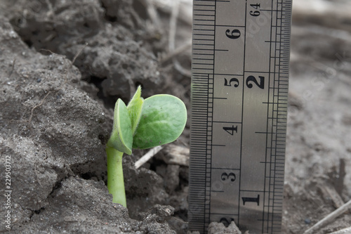 A soybean showing cotyledon leaves stands behind a soybean with hooked hypocotyl emerging from the soil with ruler