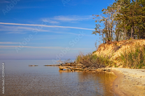 Old pine trees at yellow sand in hill near a river. Tree trunks lie in the water. Landscape with a blue sky in sunny autumn day