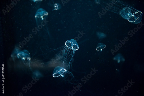jellyfish medusa creature animal insect