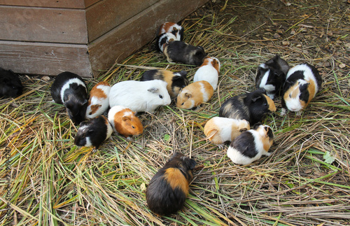 group of guinea pigs of various colors eating grass in outdoor enclosure