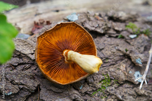 Gills And Stem Of A Deadly Galerina Mushroom