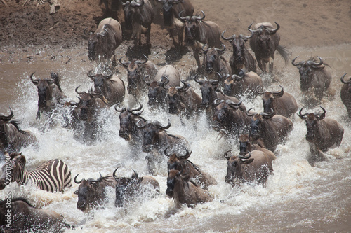 Stampede of wildebeest and zebra crossing the river in the Great Migration of Serengeti