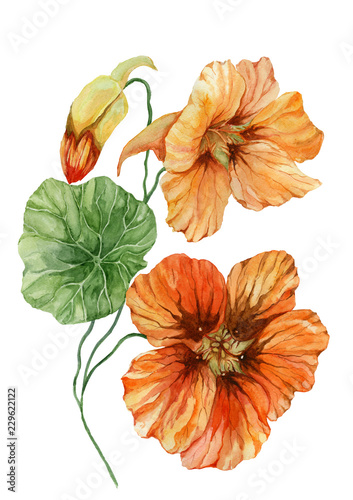 Beautiful orange nasturtium flower (nose-twister) on a green stem with leaves. Isolated on white background. Watercolor painting.