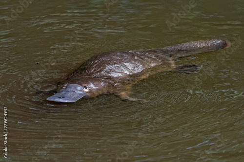 Platypus - Ornithorhynchus anatinus, duck-billed platypus, semiaquatic egg-laying mammal endemic to eastern Australia