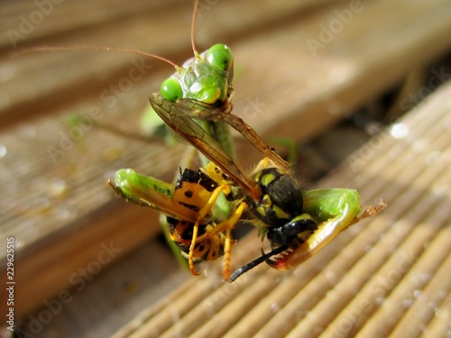 macro de mante religieuse dévorant une guêpe sur un caillebotis en bois au soleil