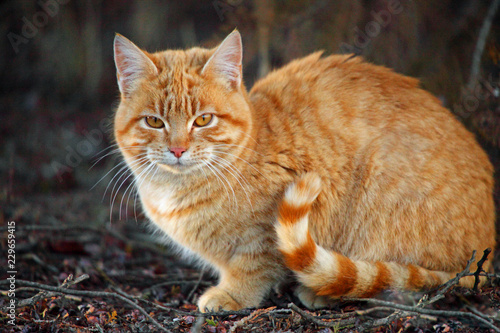 Orange tabby cat with striped tail sitting outside in the garden