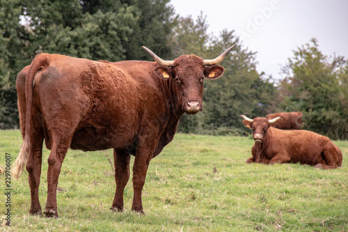 Vaches de race Salers en pâture