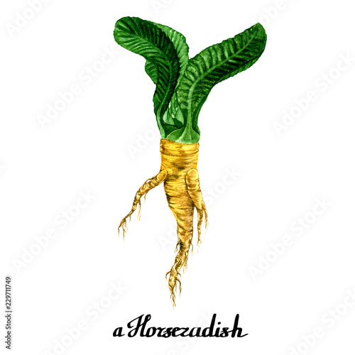 Watercolour horseradish poster