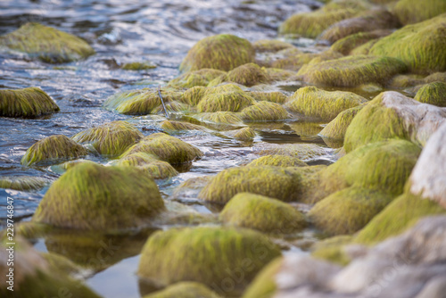 moss covered rocks in the shallow water