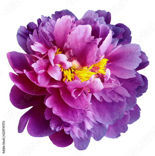 Purple-pink peony flower with yellow stamens on an isolated white background with clipping path. Closeup no shadows. For design. Nature.
