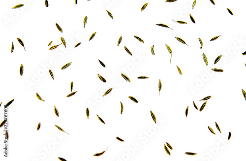 Spice zira on white background