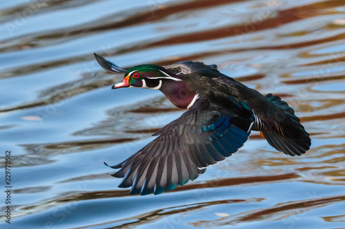 Waterfowl of Colorado. Wood Duck in Flight