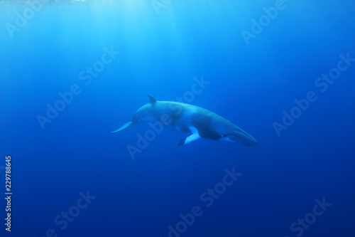 Dwarf minke whale