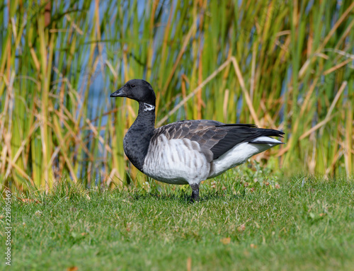 Brant Goose Portrait in Fall